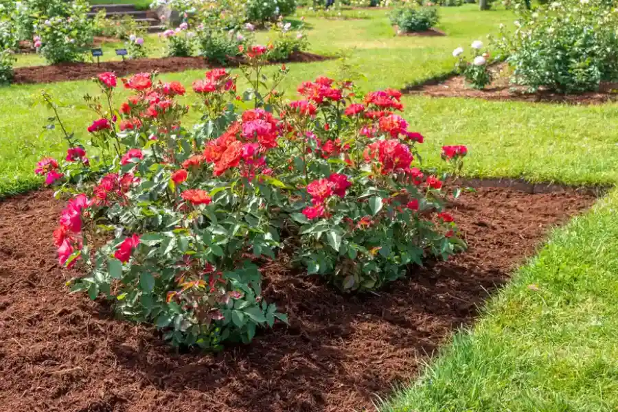 What To Expect During A Professional Mulching Service in Manassas, VA What To Expect During A Professional Mulching Service in Manassas, VA